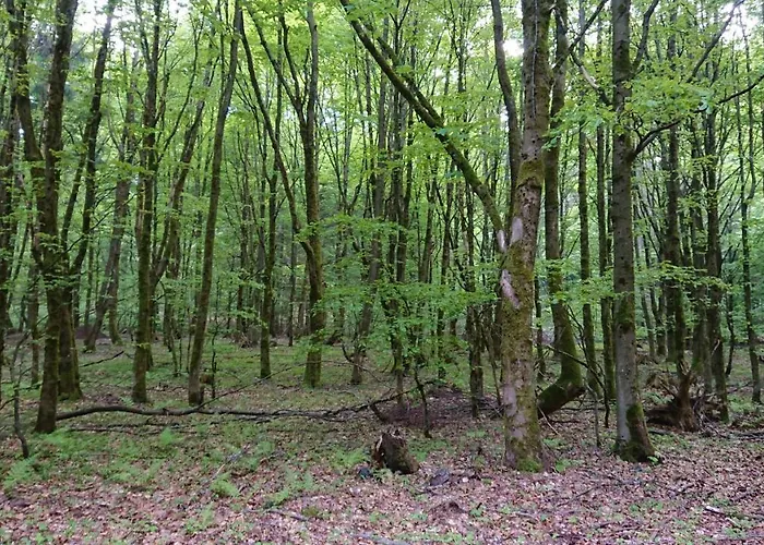 Haus Hasenmüller Schmiedefeld am Rennsteig